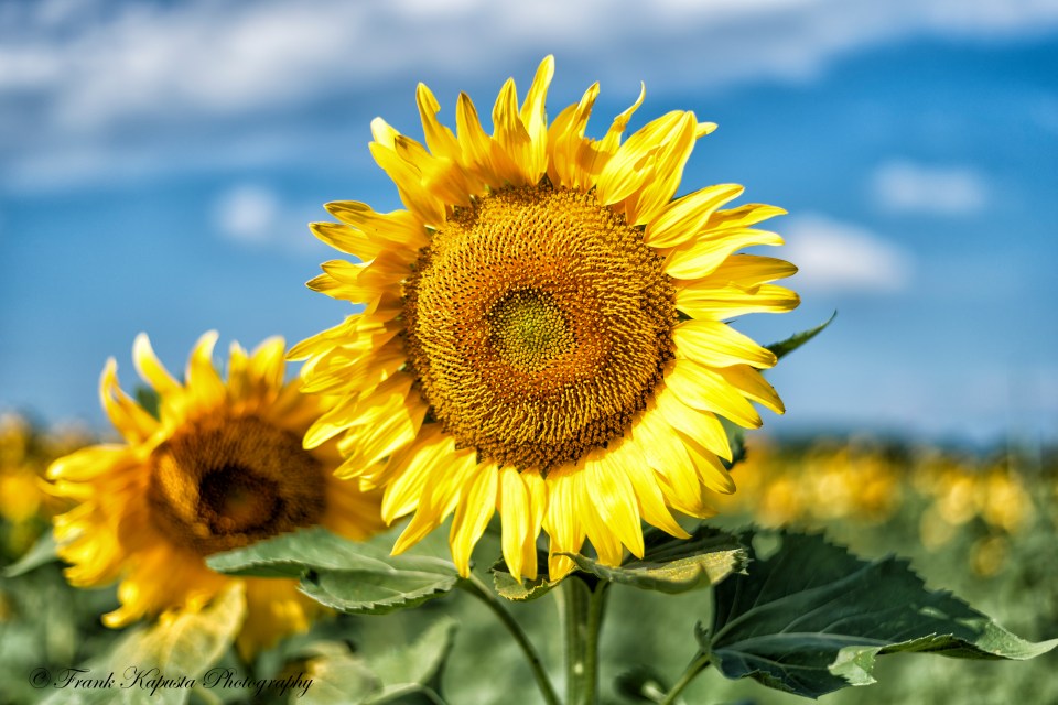 Found this field of giant sunflowers right off the main highway in Farmington, NY.
